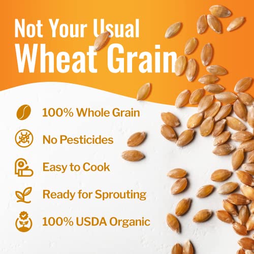 43 lbs Organic Hard White Wheat Berries O331