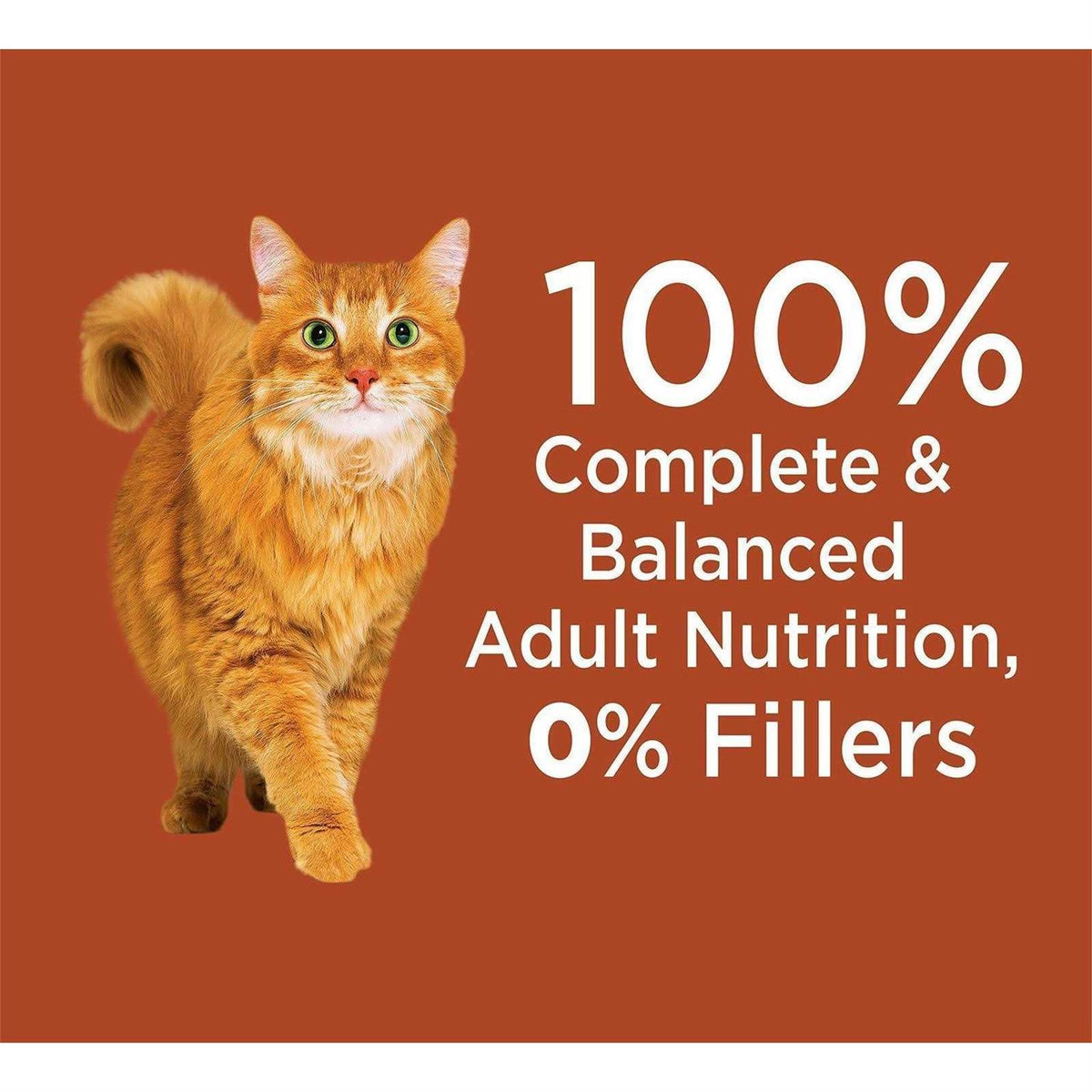 High Protein Chicken & Salmon Dry Cat Food X14268