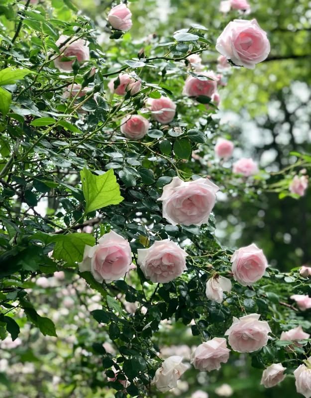 Fragrant Climbing Rose Live Plant, 5-9" Tall, Yellow U2112