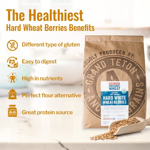 43 lbs Organic Hard White Wheat Berries O331