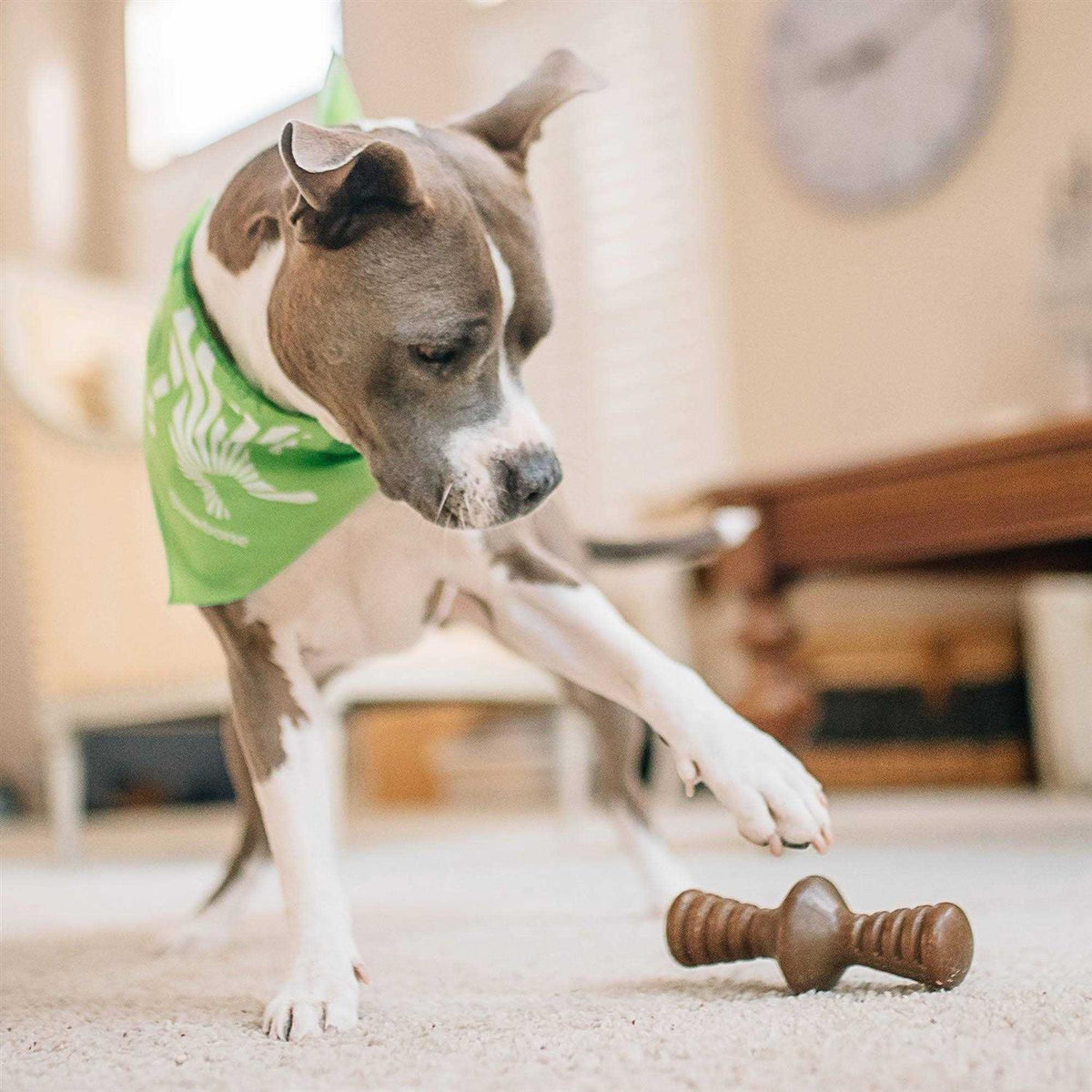 Chicken Dog Chew Toy L635958
