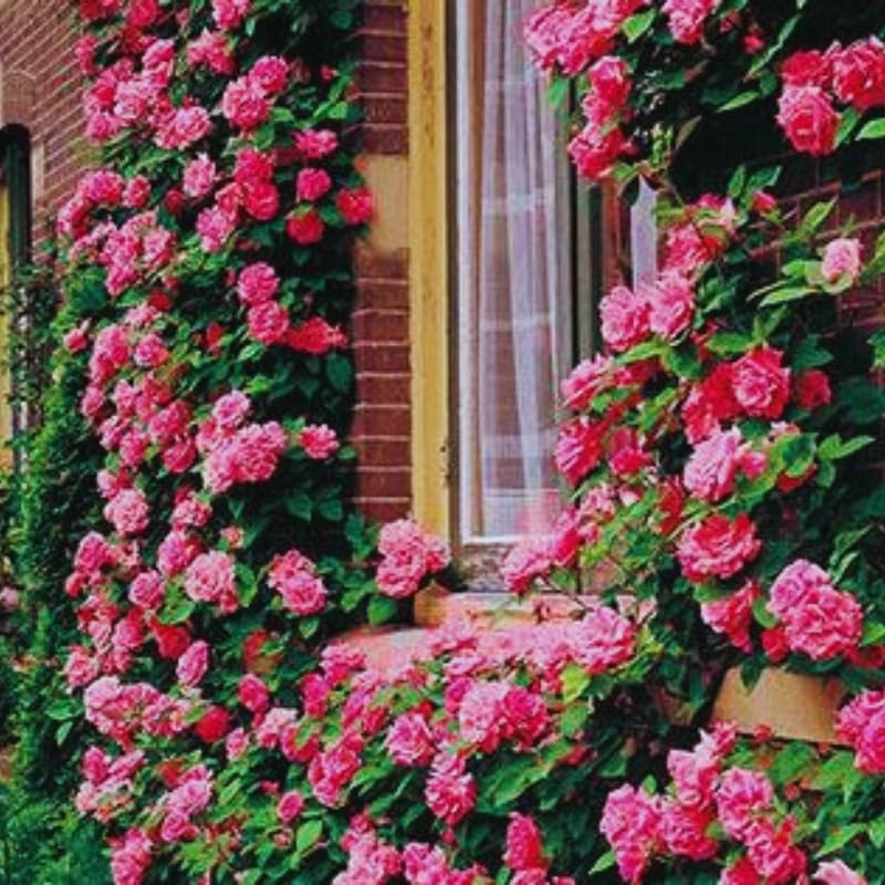 Fragrant Climbing Rose Live Plant, 5-9" Tall, Yellow U2112