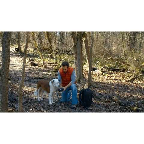 Dog Harness Z621