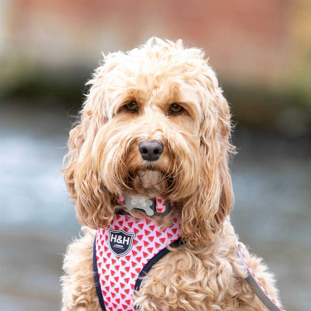 Fabric Nylon Dog Collar W912