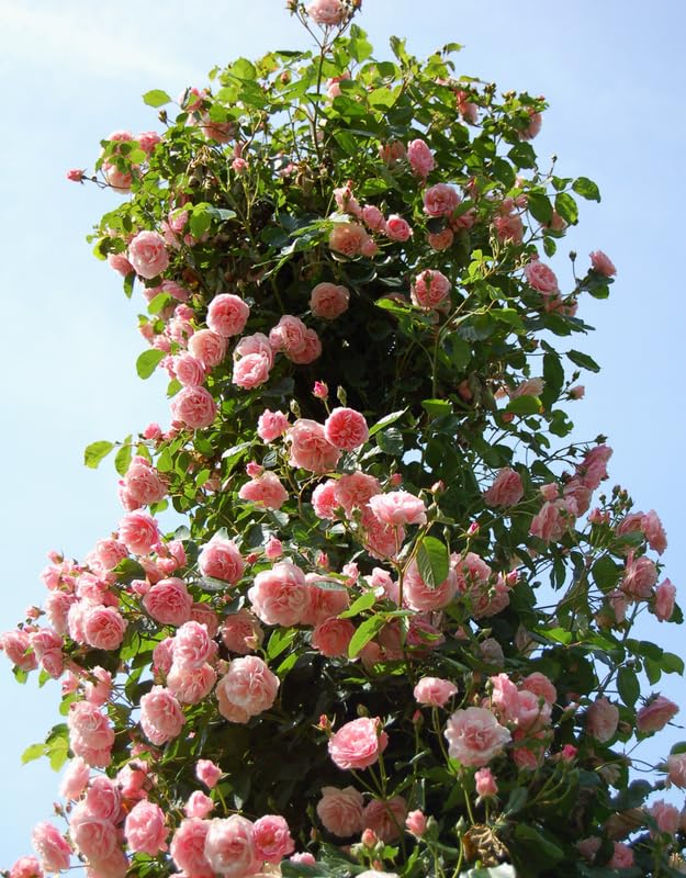 Fragrant Climbing Rose Live Plant, 5-9" Tall, Yellow U2112