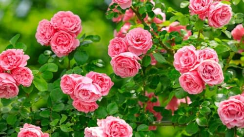 Fragrant Climbing Rose Live Plant, 5-9" Tall, Yellow U2112
