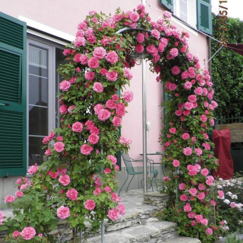 Fragrant Climbing Rose Live Plant, 5-9" Tall, Yellow U2112