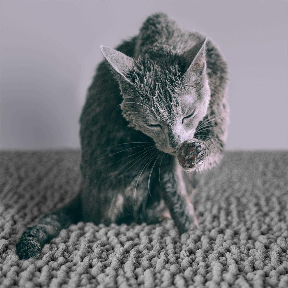Waterproof Cat Litter Mat Z597