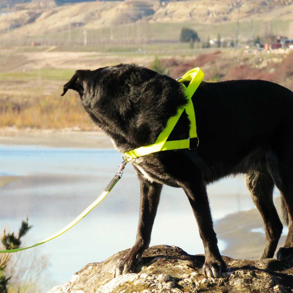 Harness I4553