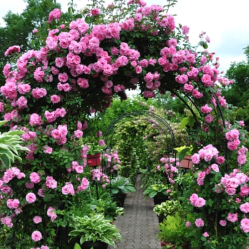Fragrant Climbing Rose Live Plant, 5-9" Tall, Yellow U2112