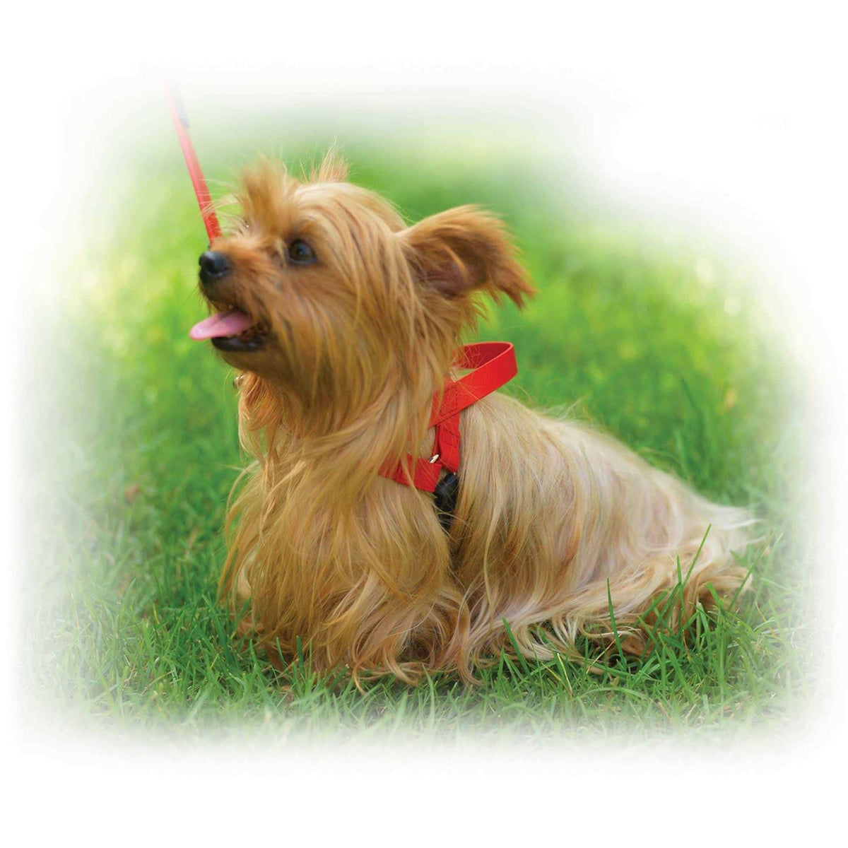 Harness I4553