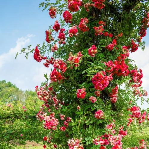 Fragrant Climbing Rose Live Plant, 5-9" Tall, Yellow U2112