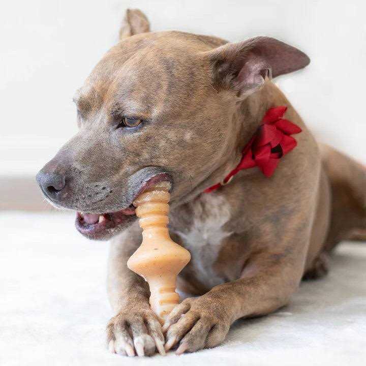 Chicken Dog Chew Toy L635958