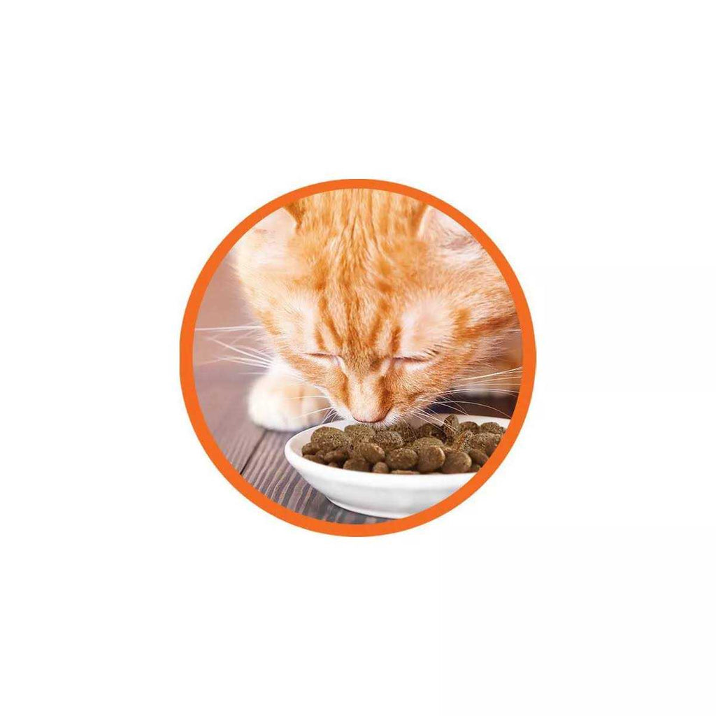 High Protein Chicken & Salmon Dry Cat Food X14268